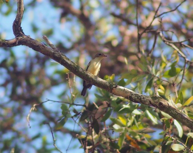 Yellow-Ramped Flycatcher Female 무료 다운로드 - 무료 사진 또는 GIMP 온라인 이미지 편집기로 편집할 수 있는 사진