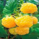 Yellow raspberry wallpaper  screen for extension Chrome web store in OffiDocs Chromium