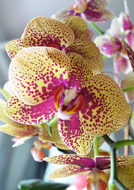 Free download Yellow Red Orchid Plants -  free photo or picture to be edited with GIMP online image editor