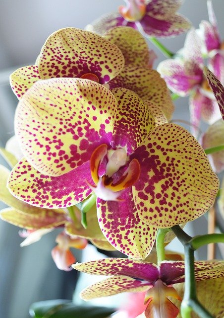 무료 다운로드 Yellow Red Orchid Plants - 무료 사진 또는 GIMP 온라인 이미지 편집기로 편집할 수 있는 사진