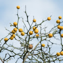 Yellow ripe fruits on a thorn tree  screen for extension Chrome web store in OffiDocs Chromium