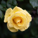 Yellow Rose Branch  screen for extension Chrome web store in OffiDocs Chromium