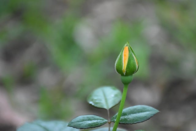 Free download yellow rose bud rose flower free picture to be edited with GIMP free online image editor