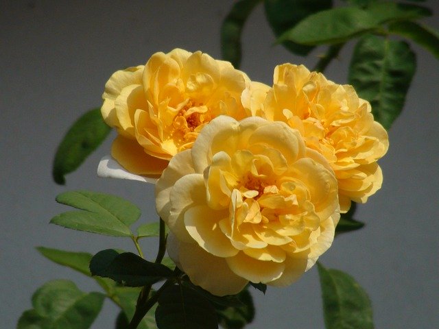 Free download Yellow Rose Flowers -  free free photo or picture to be edited with GIMP online image editor