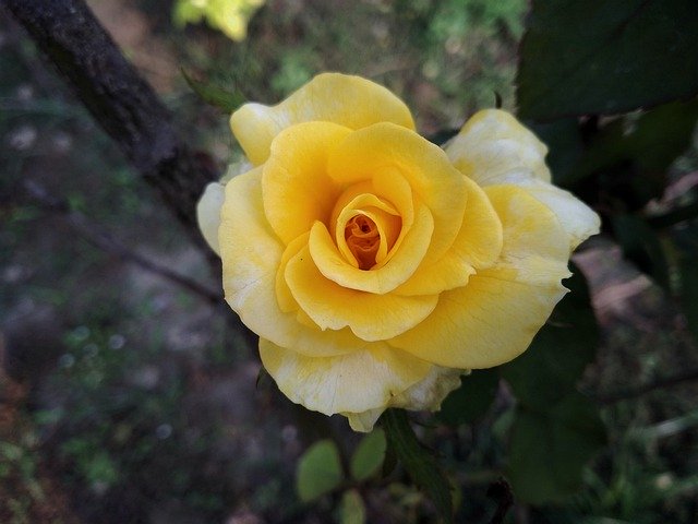 Download gratuito Yellow Rose Garden: foto o immagini gratuite da modificare con l'editor di immagini online GIMP