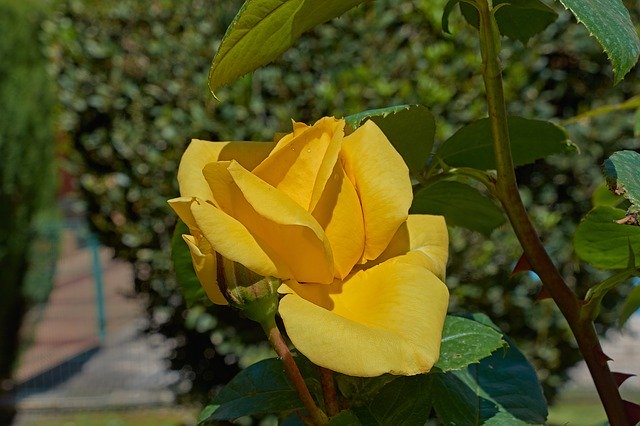 Free download Yellow Rose Petals Romantic -  free photo or picture to be edited with GIMP online image editor
