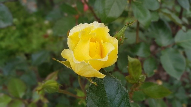 Unduh gratis Yellow Rose Romance - foto atau gambar gratis untuk diedit dengan editor gambar online GIMP