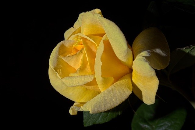 Download gratuito Yellow Rose Rosa: foto o immagine gratuita da modificare con l'editor di immagini online GIMP