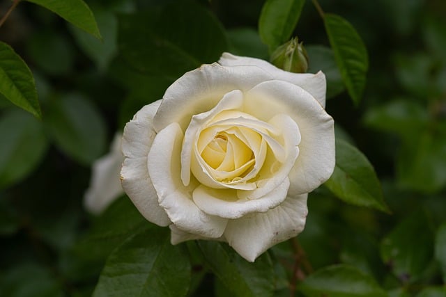 Free download yellow rose rose flower garden free picture to be edited with GIMP free online image editor
