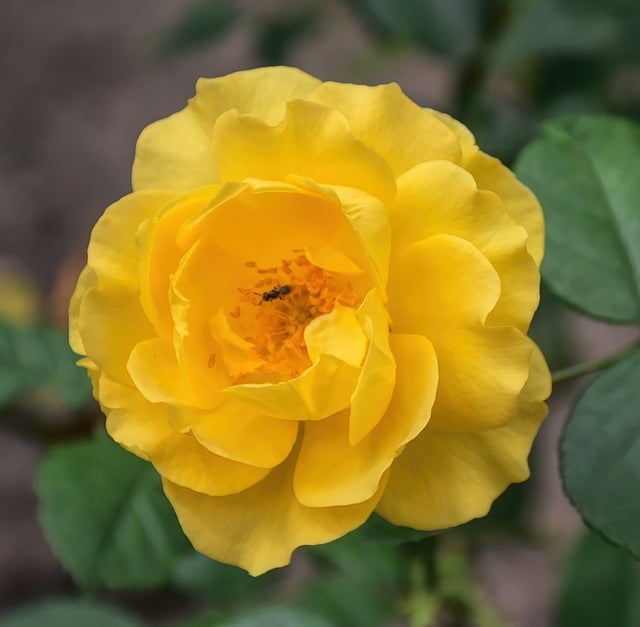 Free download yellow rose rose nature blossom free picture to be edited with GIMP free online image editor