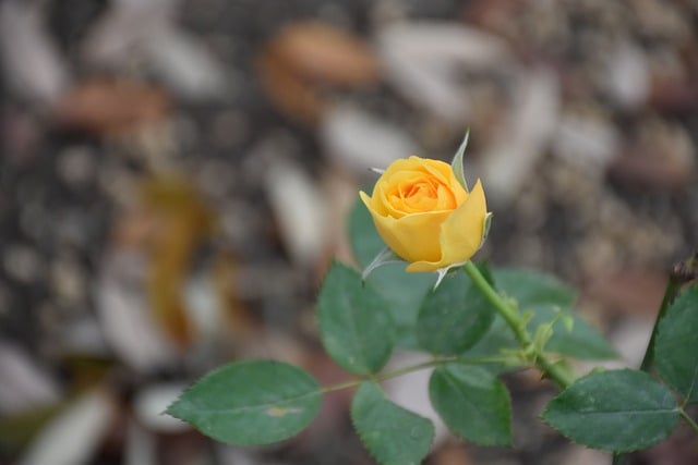 Free download yellow rose rose rose bud bloom free picture to be edited with GIMP free online image editor