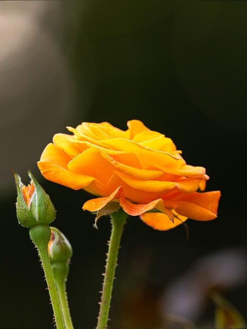 Free download yellow rose rose yellow flower free picture to be edited with GIMP free online image editor