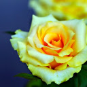 Yellow roses bloom  screen for extension Chrome web store in OffiDocs Chromium
