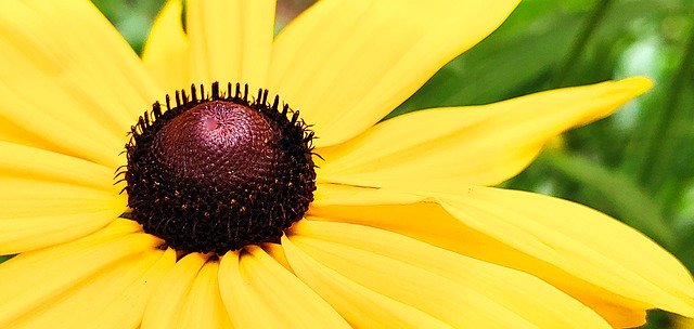 Unduh gratis Yellow Rudbeckia - foto atau gambar gratis untuk diedit dengan editor gambar online GIMP