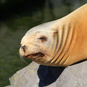 Yellow Sea Lion  screen for extension Chrome web store in OffiDocs Chromium Yellow Sea Lion  screen for extension Chrome web store in OffiDocs Chromium