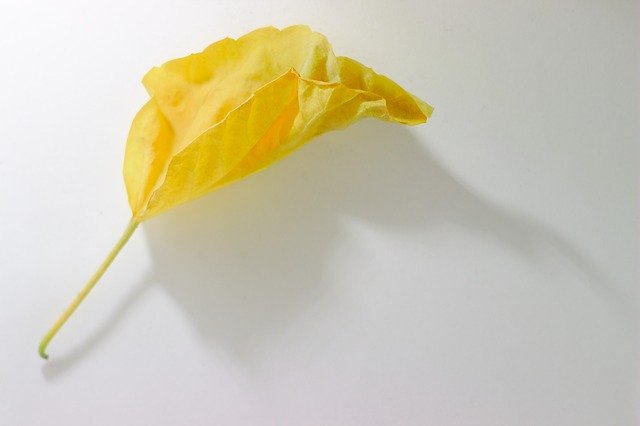 Free picture Yellow Sheet Autumn -  to be edited by GIMP free image editor by OffiDocs