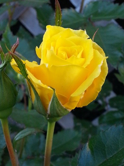 Template Photo Yellow Single Rose -  for OffiDocs