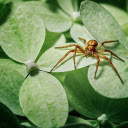 yellow spider  screen for extension Chrome web store in OffiDocs Chromium