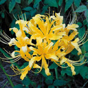 Yellow spider lily wallpapers  screen for extension Chrome web store in OffiDocs Chromium