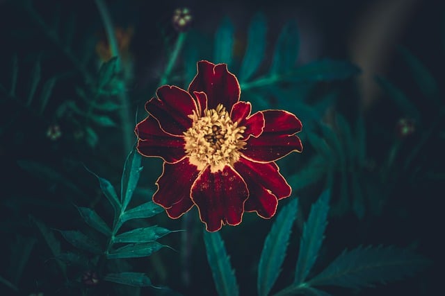 Free download yellow stem marigold tropical free picture to be edited with GIMP free online image editor