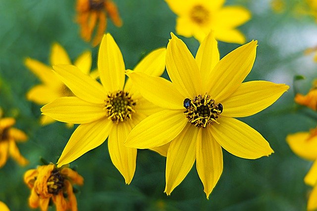 Bezpłatne pobieranie Yellow Summer Garden - bezpłatne zdjęcie lub obraz do edycji za pomocą internetowego edytora obrazów GIMP