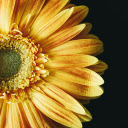Yellow sunflower  screen for extension Chrome web store in OffiDocs Chromium
