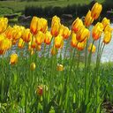 yellow tulip field wallpaper  screen for extension Chrome web store in OffiDocs Chromium