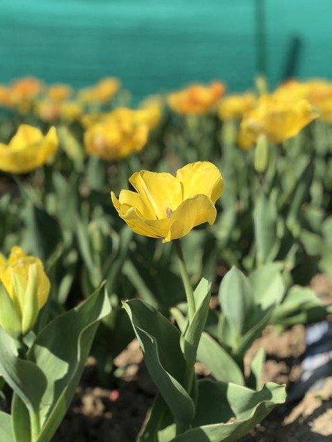 Безкоштовно завантажте Yellow Tulip Garden Kashmir — безкоштовну фотографію чи зображення для редагування за допомогою онлайн-редактора зображень GIMP
