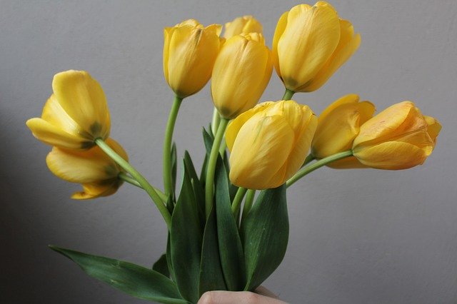 Free download Yellow Tulips Flowers -  free photo or picture to be edited with GIMP online image editor