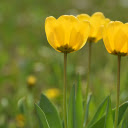 yellow tulips in the sun  screen for extension Chrome web store in OffiDocs Chromium