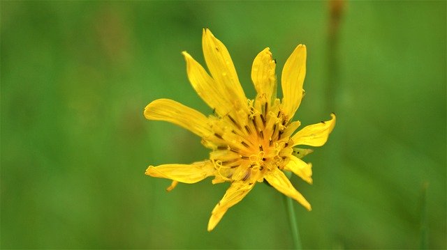 Free download Yellow Venus Flower Bloom -  free photo or picture to be edited with GIMP online image editor