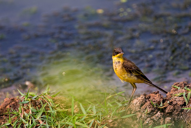 Free download yellow wagtail bird nature wildlife free picture to be edited with GIMP free online image editor