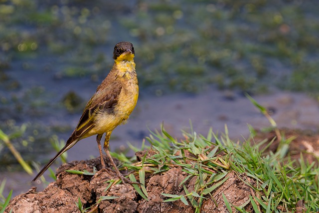 Free download yellow wagtail bird wildlife nature free picture to be edited with GIMP free online image editor