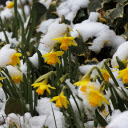 Yellow white snow flowers  screen for extension Chrome web store in OffiDocs Chromium