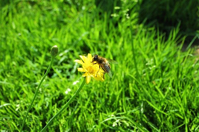 Unduh gratis Yellow Wild Flower Fly - foto atau gambar gratis untuk diedit dengan editor gambar online GIMP