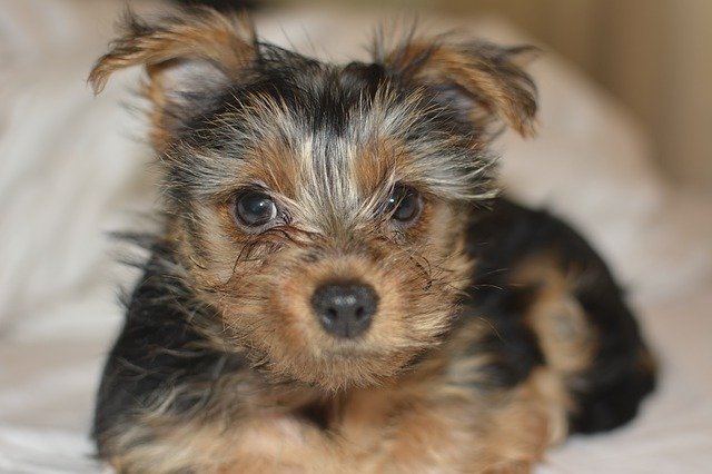 Unduh gratis Yorkie Dog Cute - foto atau gambar gratis untuk diedit dengan editor gambar online GIMP