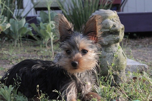Free download Yorkie Yorkshire Terrier -  free photo or picture to be edited with GIMP online image editor