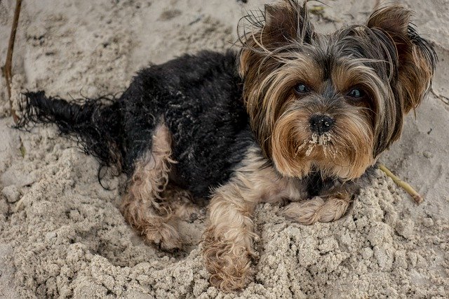 Descărcare gratuită Yorkshire Beach - fotografie sau imagini gratuite pentru a fi editate cu editorul de imagini online GIMP