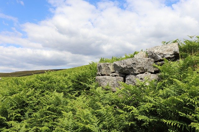 Free download Yorkshire Sky Fern -  free photo or picture to be edited with GIMP online image editor