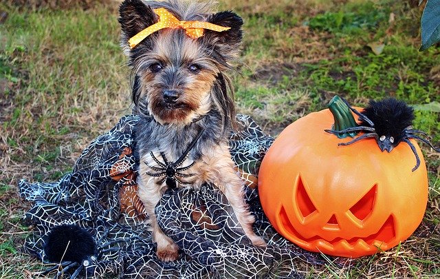 Descărcare gratuită Yorkshire Terrier Dog Halloween - fotografie sau imagini gratuite pentru a fi editate cu editorul de imagini online GIMP