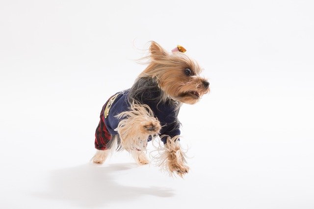 Unduh gratis Yorkshire Terrier Dog One - foto atau gambar gratis untuk diedit dengan editor gambar online GIMP