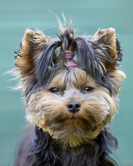 Free download yorkshire terrier puppy young cute free picture to be edited with GIMP free online image editor