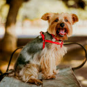 Yorkshire Terrier Sitting on Bench  screen for extension Chrome web store in OffiDocs Chromium