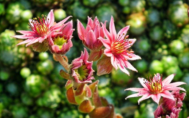 Free download You Can For Example Flowers -  free free photo or picture to be edited with GIMP online image editor