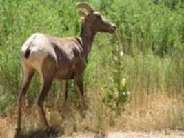 Free download Young Bighorn Sheep free photo or picture to be edited with GIMP online image editor