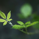 Young branches and leaves  screen for extension Chrome web store in OffiDocs Chromium