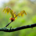 Young branches sprout  screen for extension Chrome web store in OffiDocs Chromium