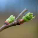 Young buds  screen for extension Chrome web store in OffiDocs Chromium