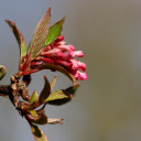 Young buds and flowers  screen for extension Chrome web store in OffiDocs Chromium