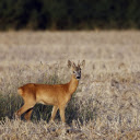 Young deer in a dry field  screen for extension Chrome web store in OffiDocs Chromium